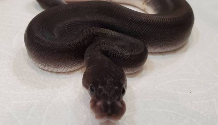 Super Cinnamon Ball Python