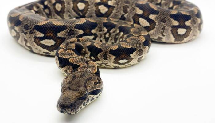 Dumerils Boa for Sale | Rare & Healthy Exotic Snakes at Ranch of Exotic Breeds