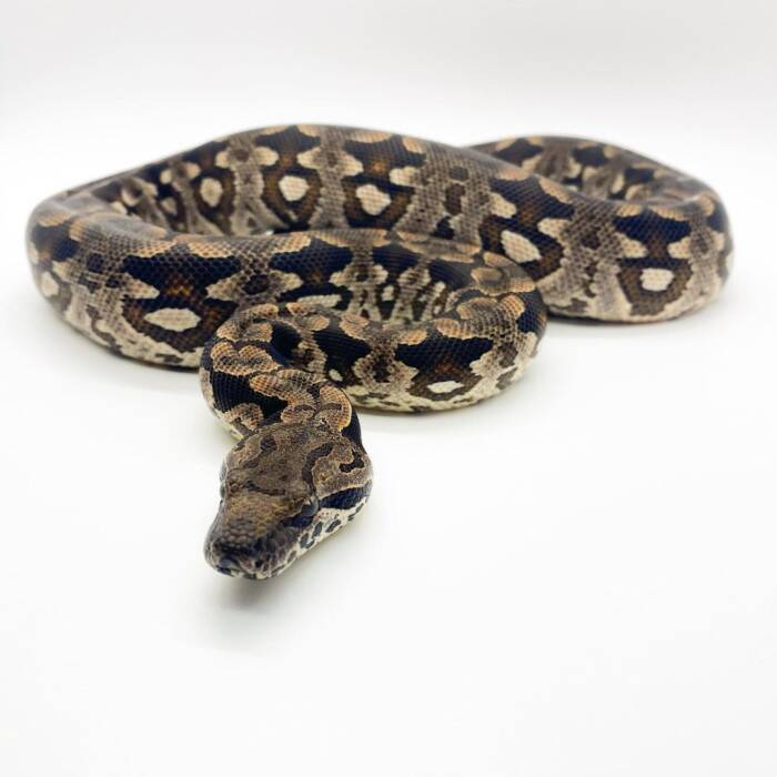 Dumerils Boa for sale