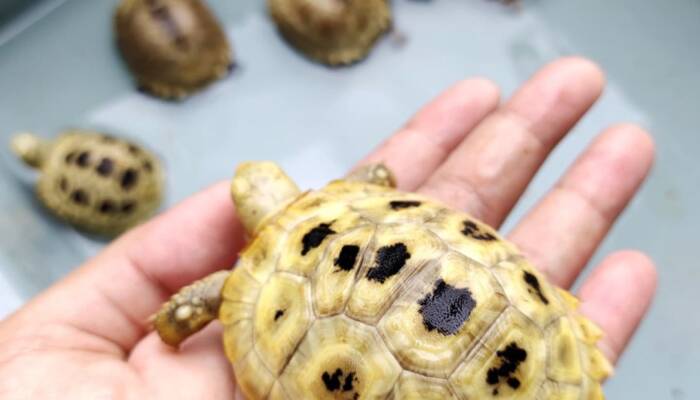 Elongated Tortoise for Sale | Ranch of Exotic Breeds – Healthy, Captive-Bred Tortoises