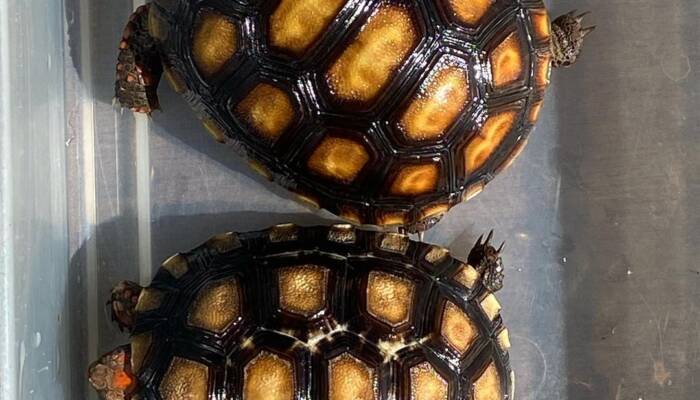 Cherry Head Red Foot Tortoises for Sale | Ranch of Exotic Breeds