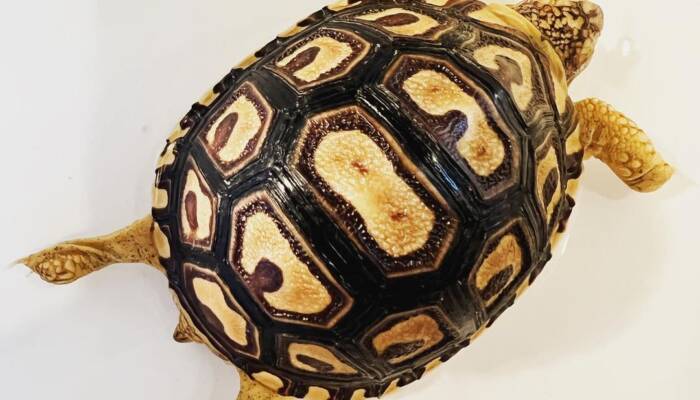 Leopard Tortoise for Sale at Ranch of Exotic Breeds – Healthy, Captive-Bred, and Ready for a Loving Home