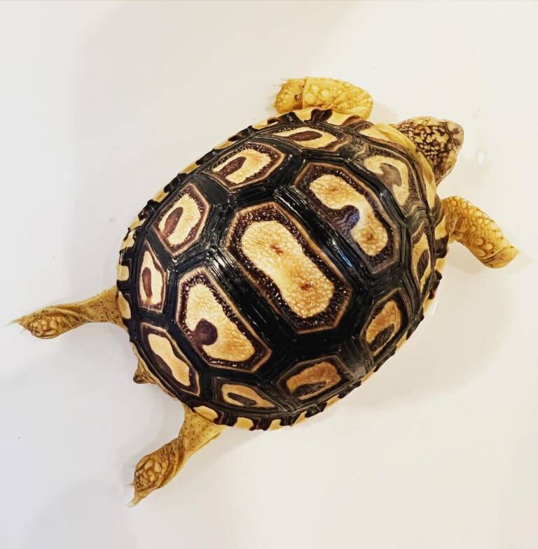 Leopard Tortoise for Sale at Ranch of Exotic Breeds – Healthy, Captive-Bred, and Ready for a Loving Home