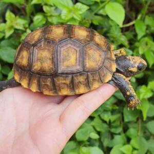 Yellow-Footed Tortoise for Sale | Ranch of Exotic Breeds – Healthy, Captive-Bred Tortoises