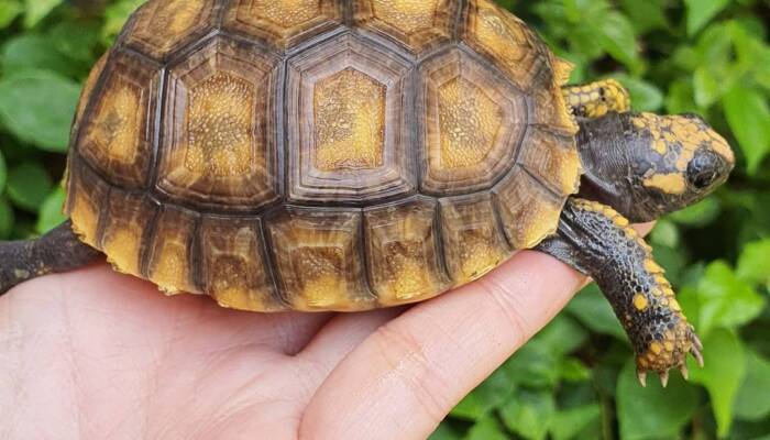 yellow footed tortoise