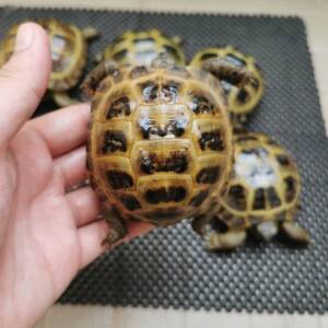 Russian Tortoise for Sale | Healthy & Captive-Bred | Ranch of Exotic Breeds