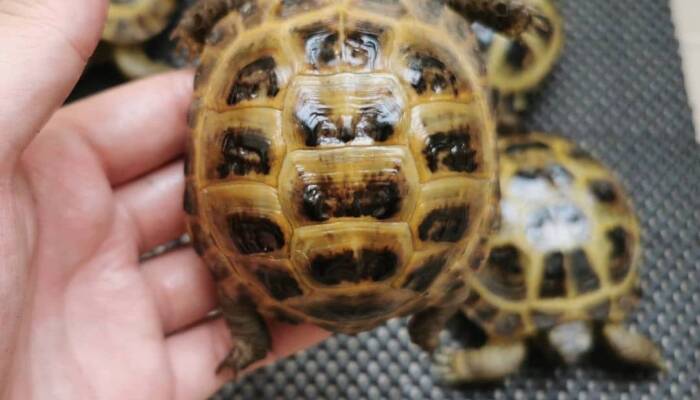 Russian Tortoise for Sale | Healthy & Captive-Bred | Ranch of Exotic Breeds