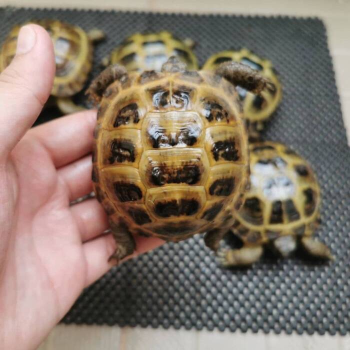 Russian tortoise for sale