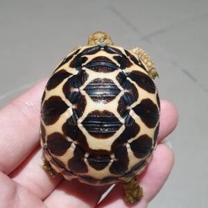 Indian star tortoise