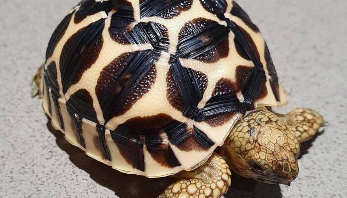 Indian star tortoise