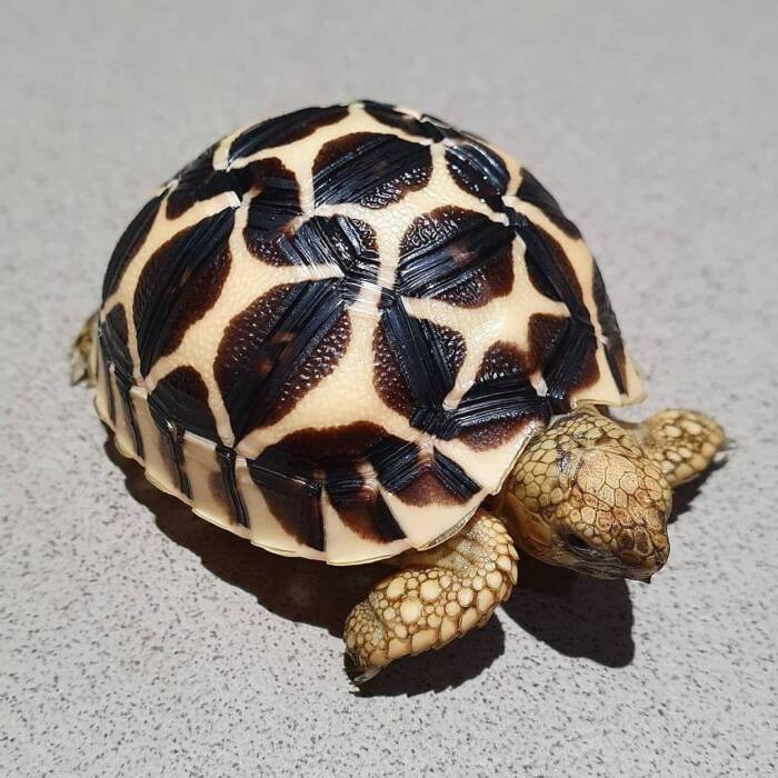 Indian star tortoise