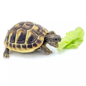 Hermann Tortoise for Sale – Premium Quality for Your Ranch of Exotic Breeds