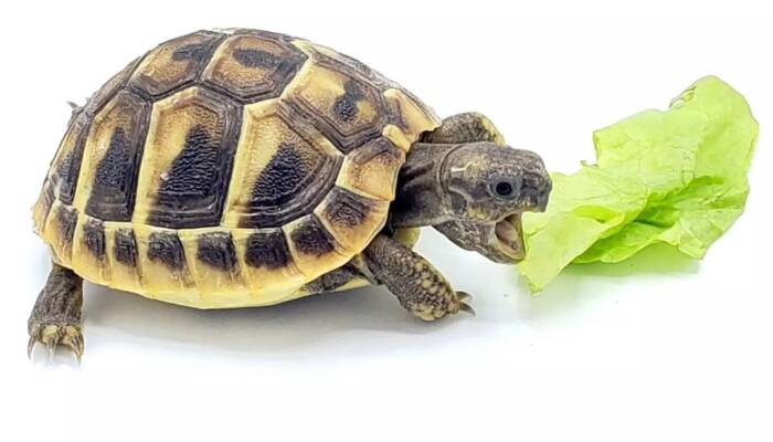 Hermann Tortoise for Sale – Premium Quality for Your Ranch of Exotic Breeds