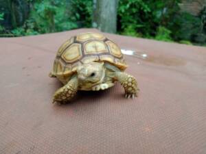 Sulcata Tortoise for Sale at Ranch of Exotic Breeds – Healthy, Captive-Bred Tortoises