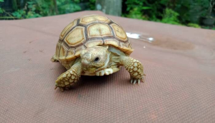 sulcata tortoise for sale