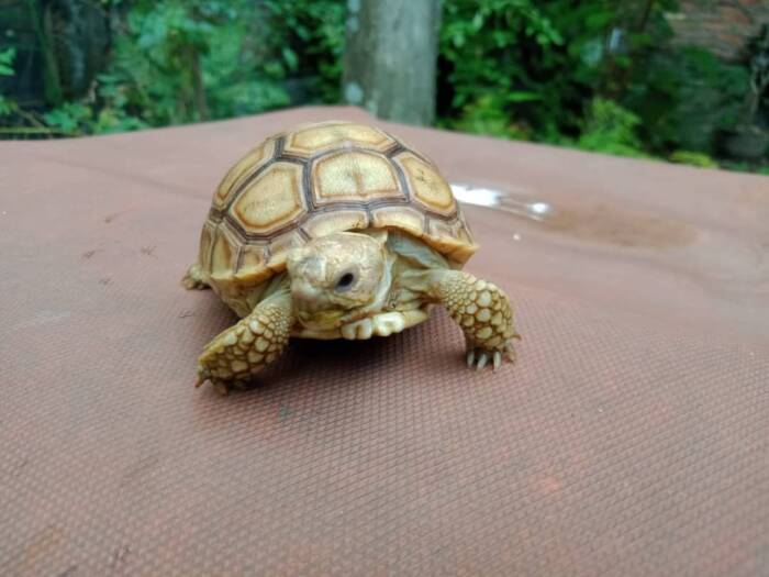 sulcata tortoise for sale