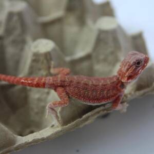 red bearded dragon for sale