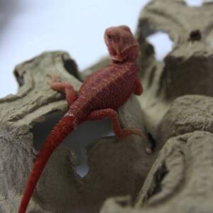 Red Bearded Dragons for Sale at Ranch of Exotic Breeds – Healthy, Vibrant, and Hand-Raised Pets