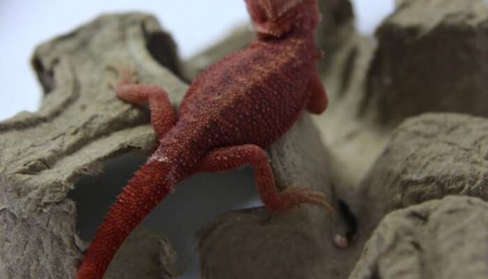 red bearded dragon for sale