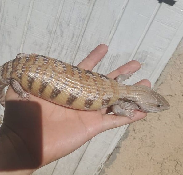 Blue Tongue Skink for Sale | Ranch of Exotic Breeds – Healthy, Captive-Bred Reptiles