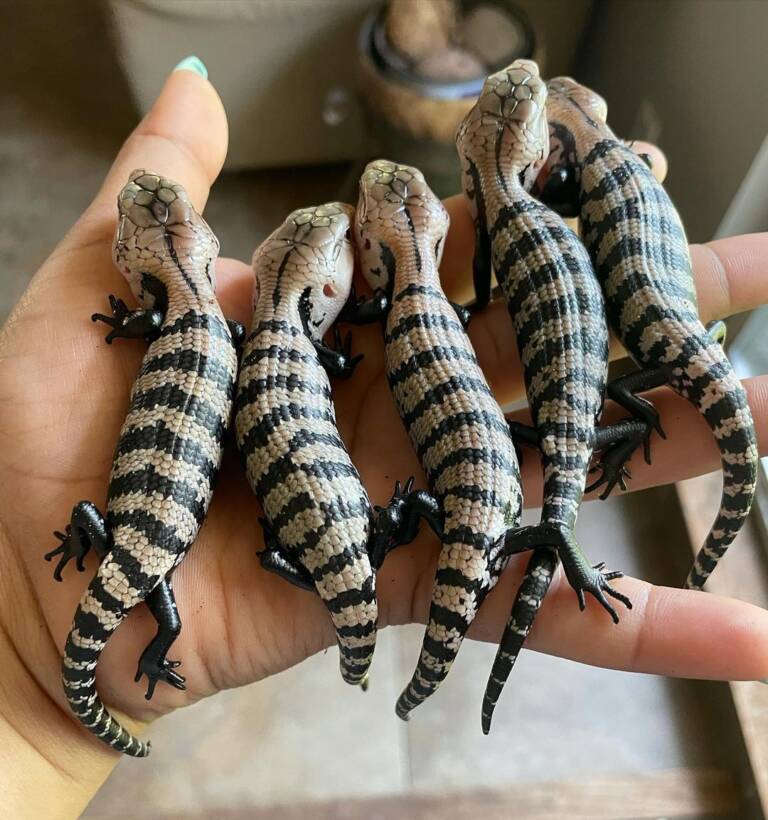 Indonesian blue tongue skink,