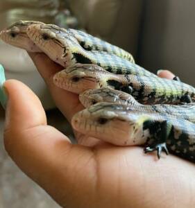 Indonesian Blue Tongue Skinks for Sale | Ranch of Exotic Breeds