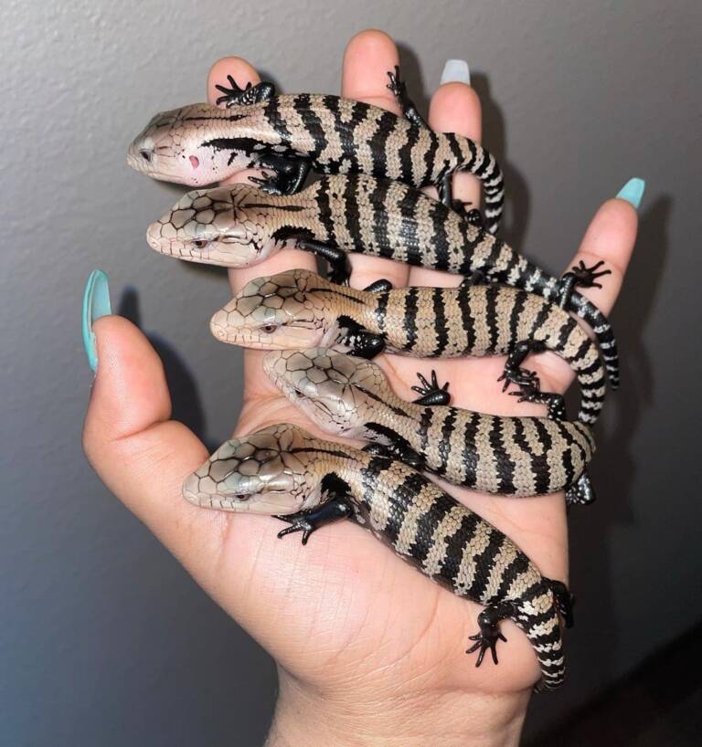 Indonesian blue tongue skink,