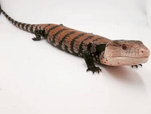 Indonesian Blue Tongue Skinks for Sale | Ranch of Exotic Breeds