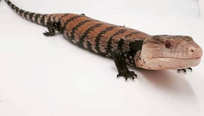 indonesian blue tongue skink,