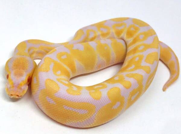 Albino Ball Python,