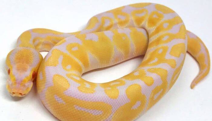 Albino Ball Python,