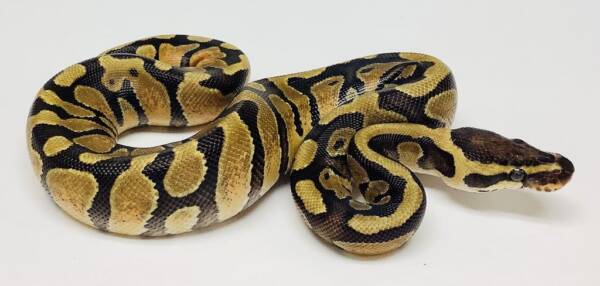 Pastel Ball Python