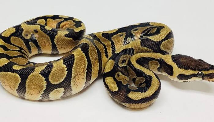 Pastel Ball Python for Sale | Ranch of Exotic Breeds – Healthy & Vibrant Morphs