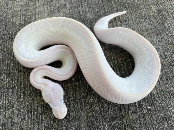 Blue Eyed Leucistic Ball Python