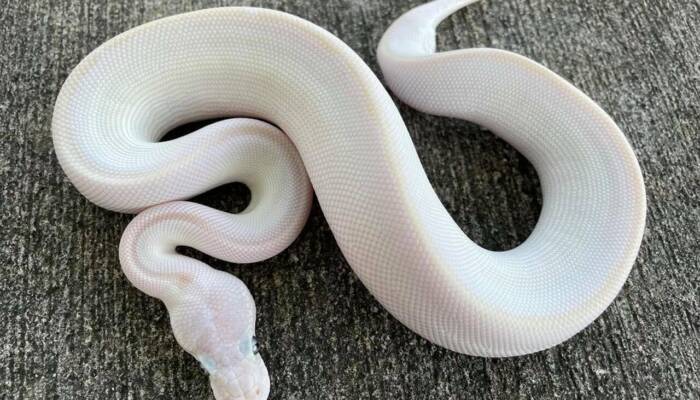 Blue Eyed Leucistic Ball Python