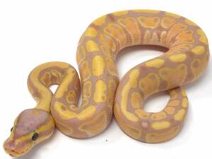 Banana Ball Python for Sale | Ranch of Exotic Breeds – Healthy & Vibrant Morphs