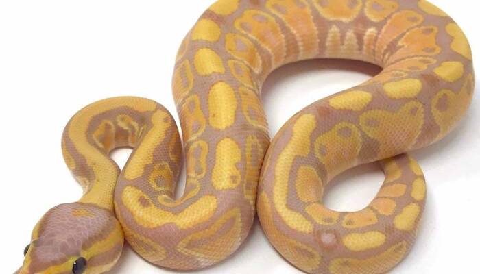 Banana Ball Python,