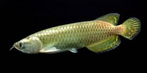 Buy Australian Arowana Online | Exotic Pets Store – Premium Quality Arowana for Sale