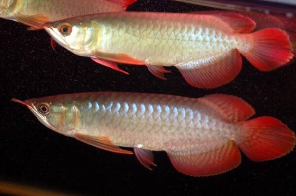 Buy Chili Red Arowana For Sale