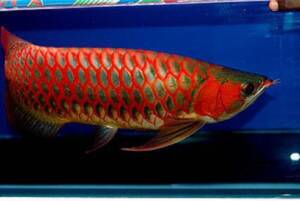 Buy Blood Red Arowana For Sale