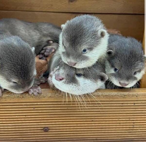 Asian Small-Clawed Otters for Sale – Exotic Breed Store at Ranch Of Exotic Breeds