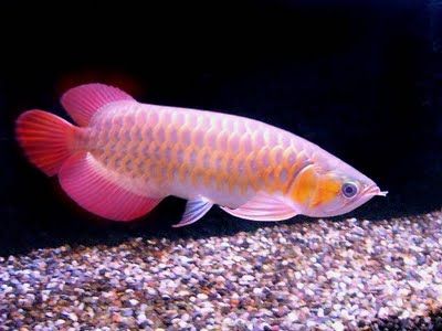 Buy Red Tail Golden Arowana for sale