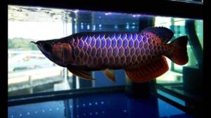 Malaysian Golden Blue Base Arowana