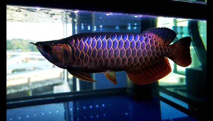 Malaysian Golden Blue Base Arowana