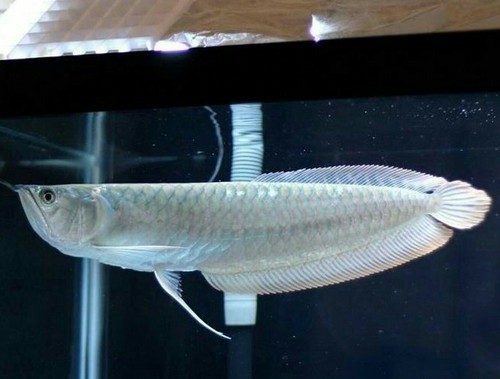 Silver Arowana For Sale