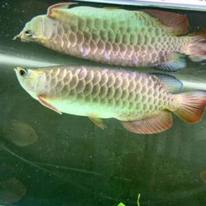 Buy Hight Back Golden Arowana for sale