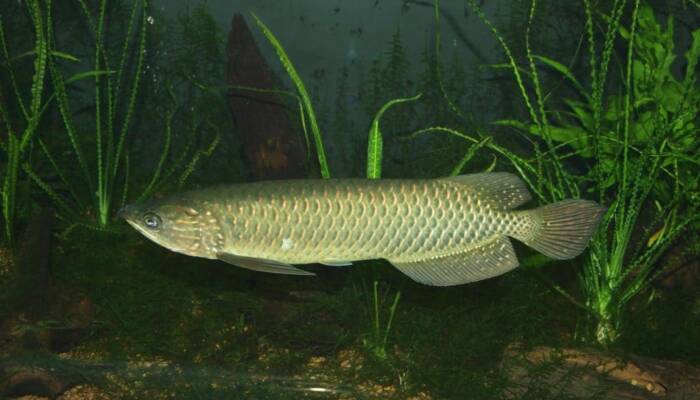 Buy Leichardti Arowana For Sale