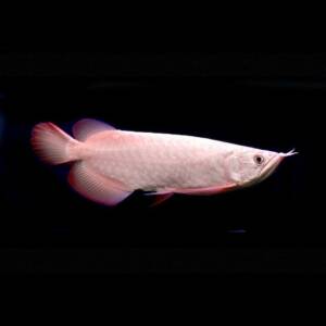 Platinum Super Red Arowana for Sale – Exotic & Rare Fish