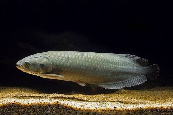 Buy African Arowana for sale