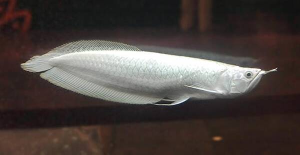 Buy Platinum Arowana for sale